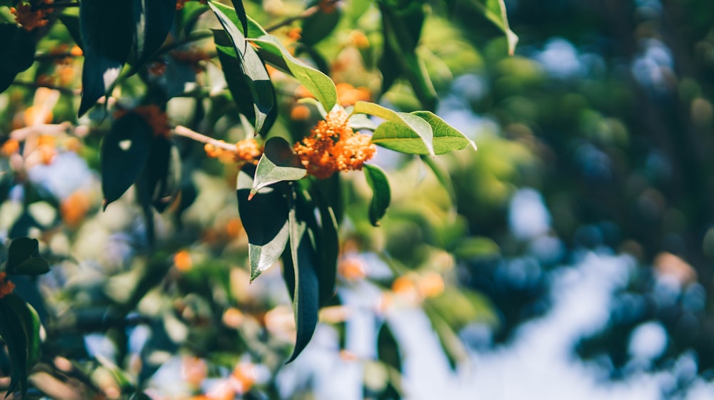 a close up of a tree with orange flowers