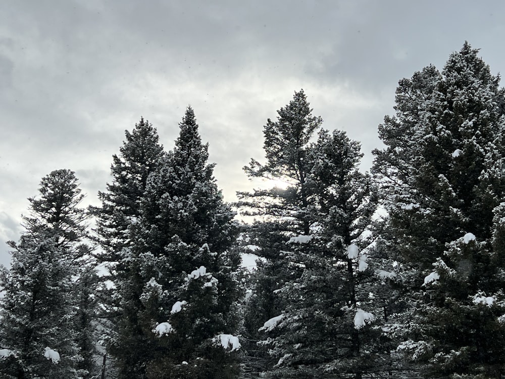 a group of pine trees covered in snow