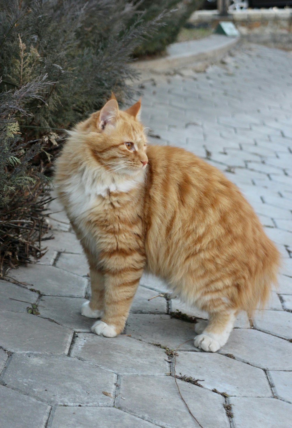 an orange and white cat standing on a brick walkway
