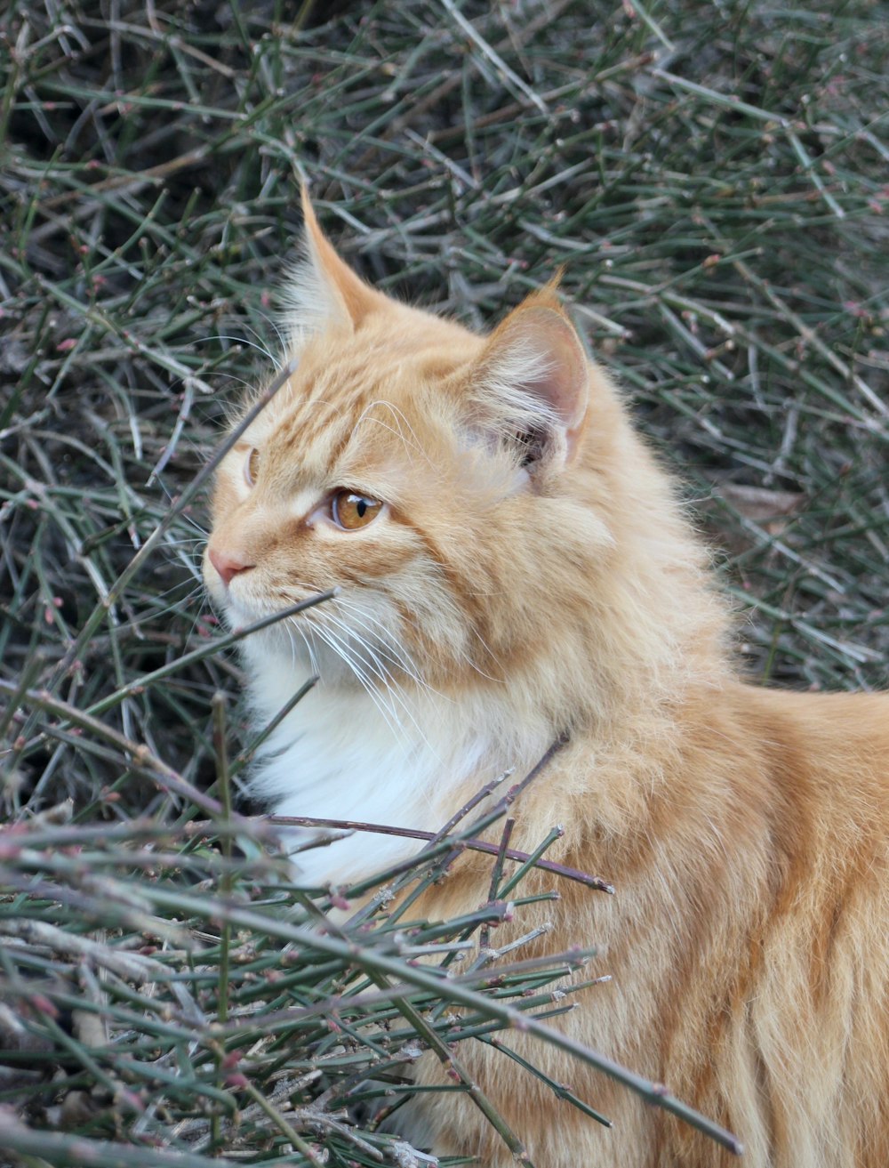 an orange cat is sitting in a bush