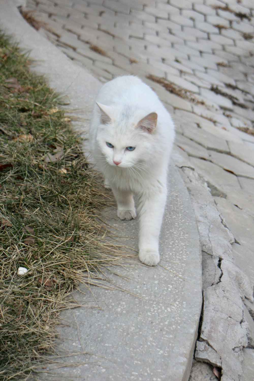 a white cat walking down a sidewalk next to grass