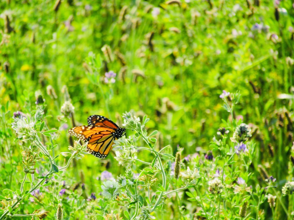 a monarch butterfly sitting on a flower in a field
