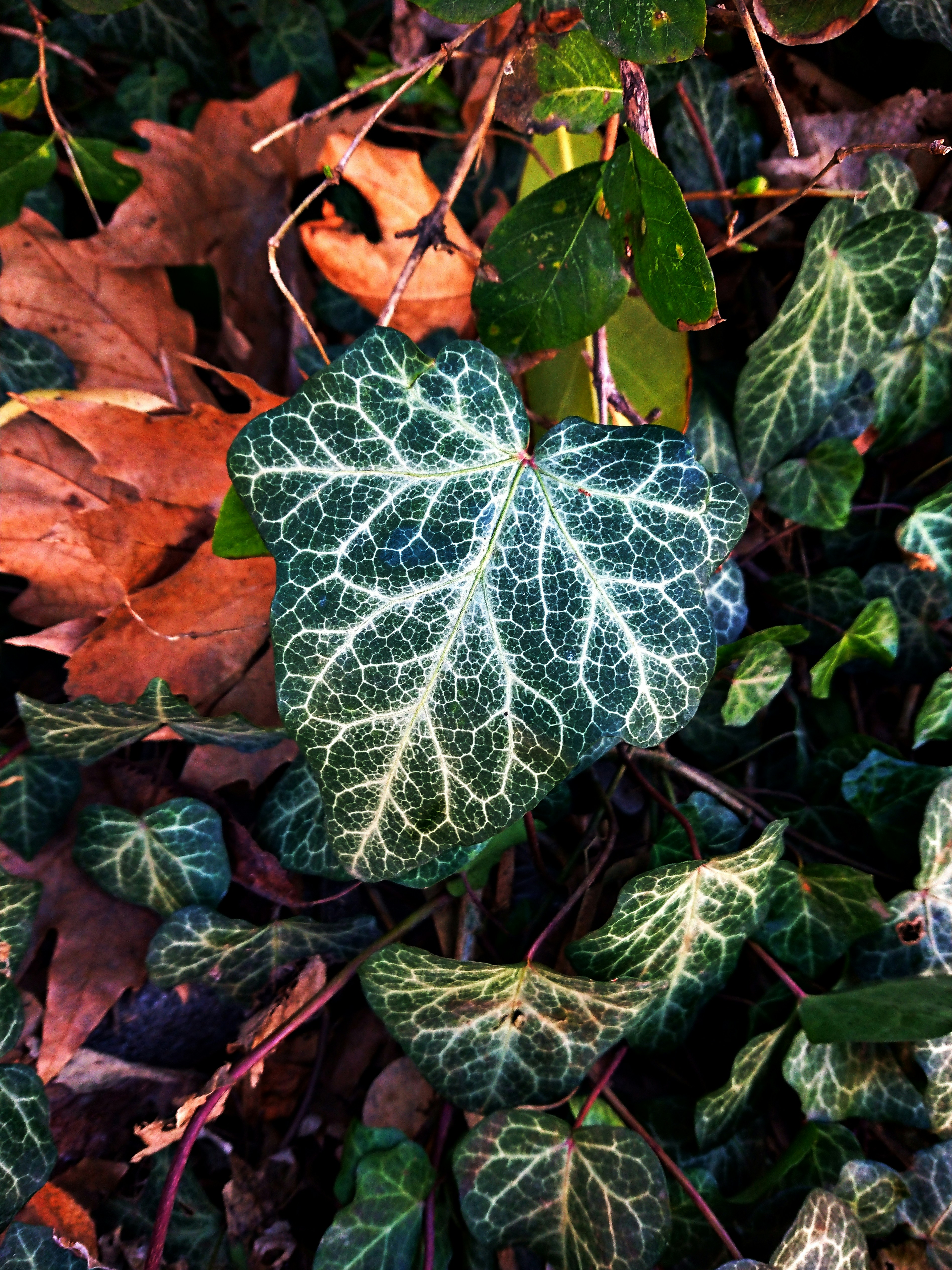 a close up of a leaf on the ground