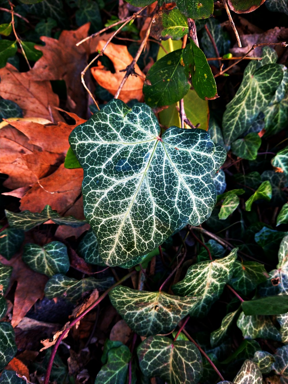 a close up of a leaf on the ground