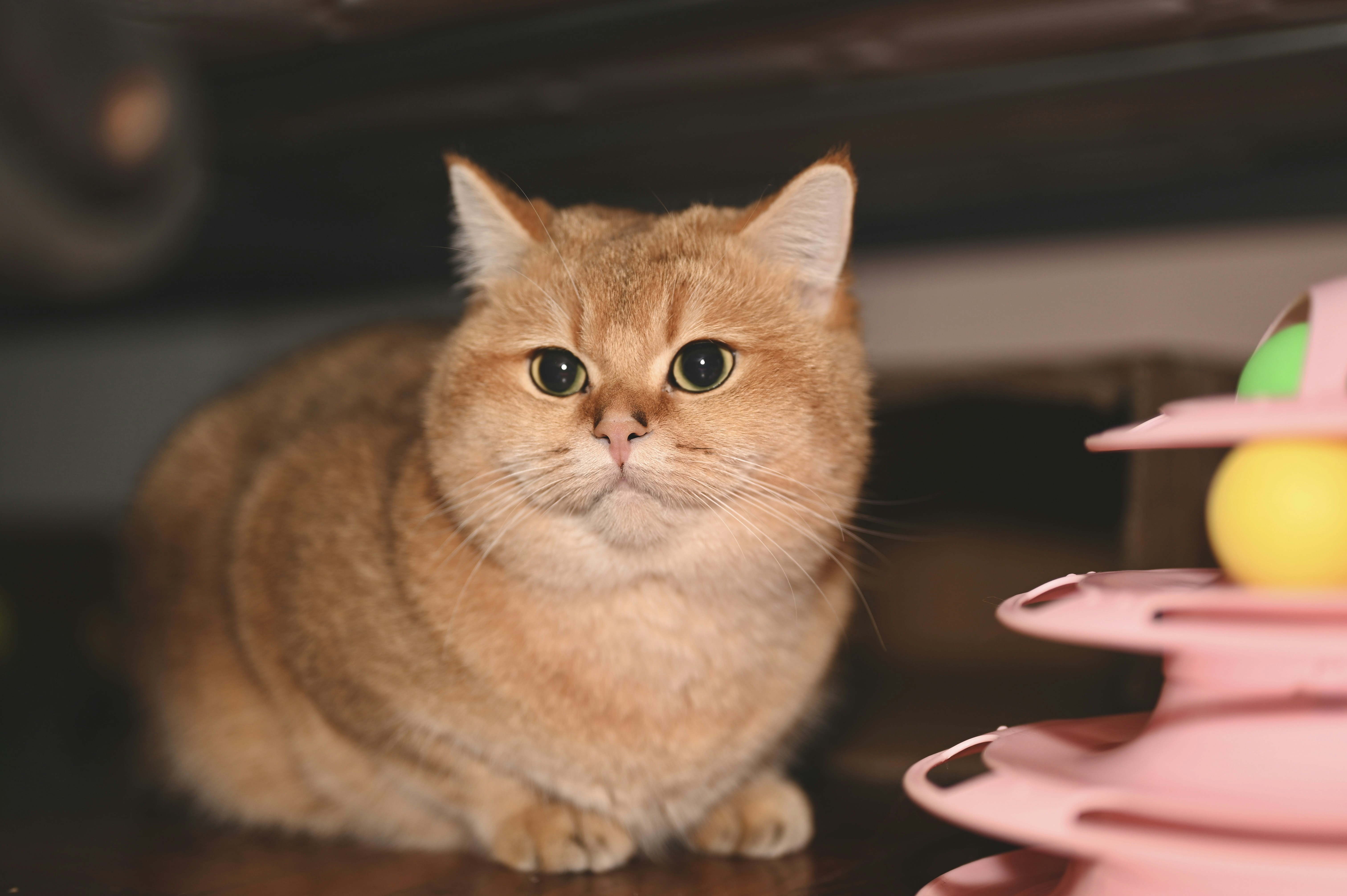 a cat sitting on a table next to a toy