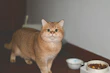 A cute cat playing with a soft, round cat toy beside a bowl of nutritious canned food.