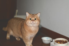 A fluffy orange cat with a round face and large eyes stands on a wooden floor. Two bowls are nearby; one appears empty and the other contains dry cat food.