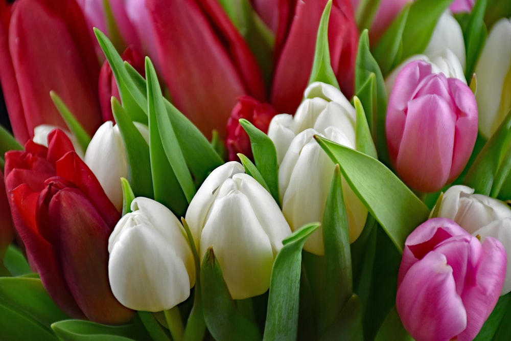 a close up of a bunch of tulips