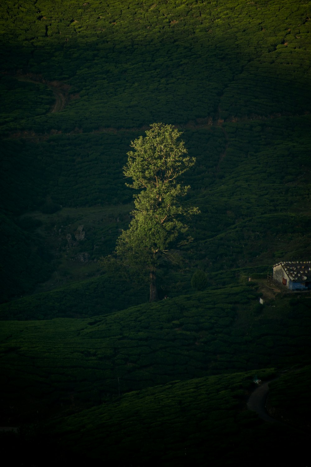 a lone tree in the middle of a field