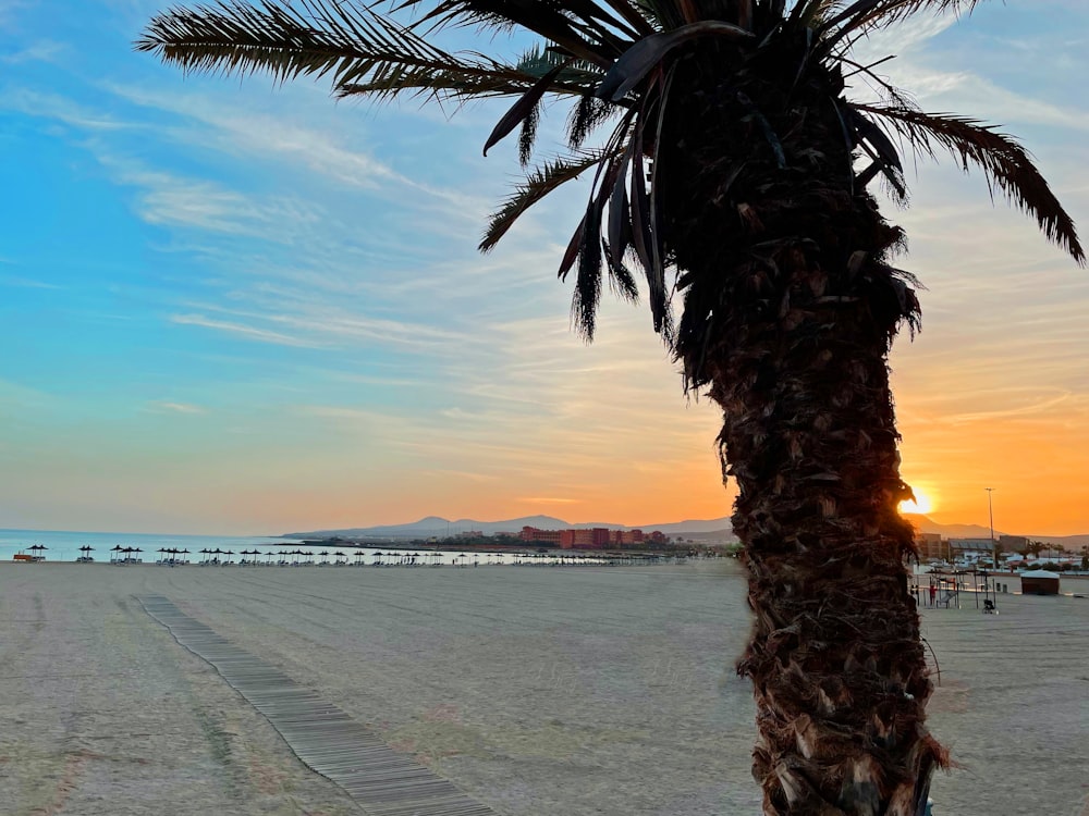 a palm tree sitting on top of a sandy beach