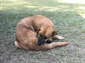 a brown dog laying on top of a lush green field