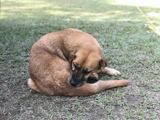 a brown dog laying on top of a lush green field