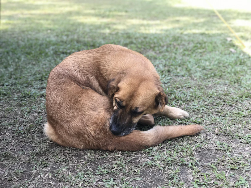 a brown dog laying on top of a lush green field