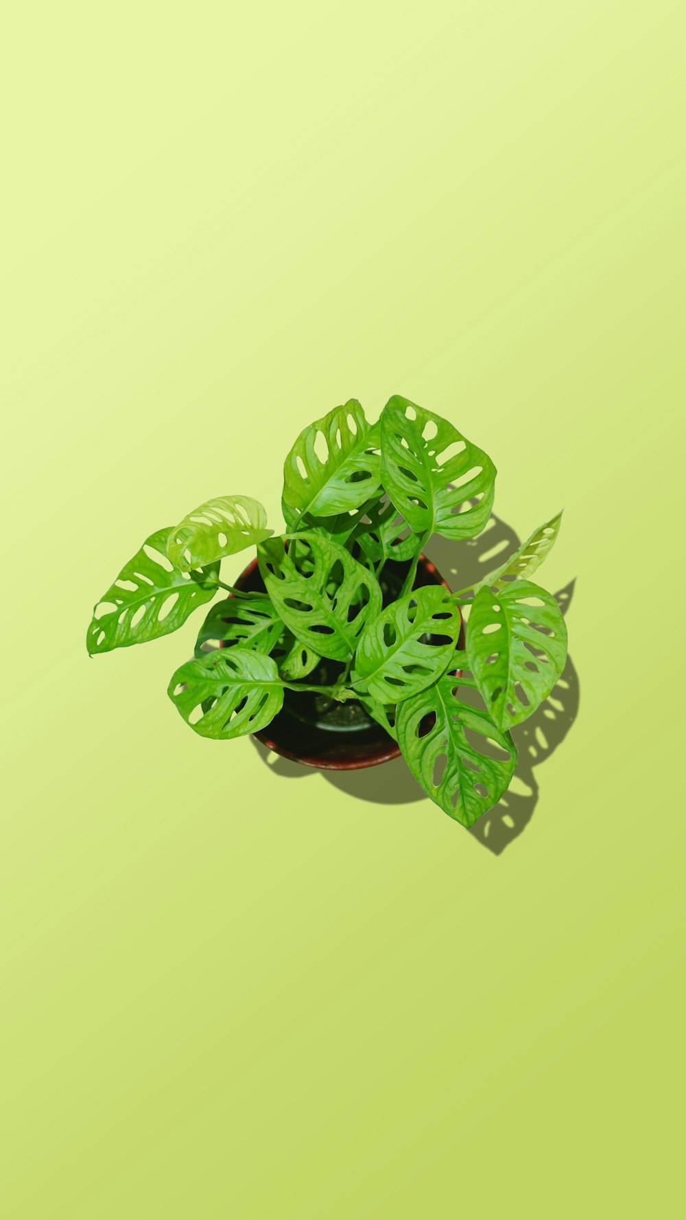 a green plant with leaves on a yellow background