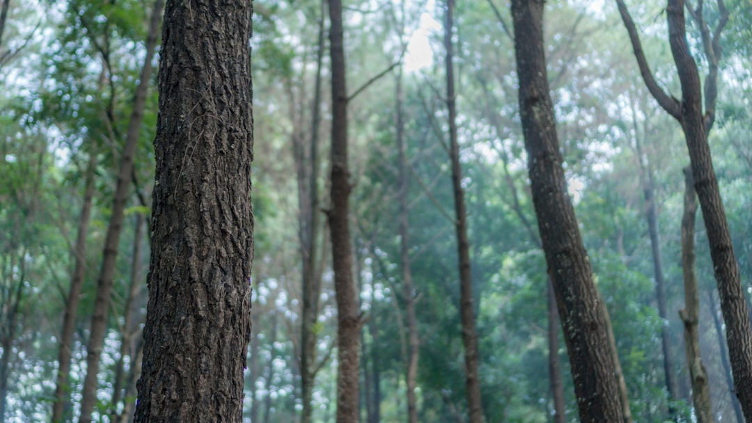 Forest photo spot Majalengka Gunung Putri