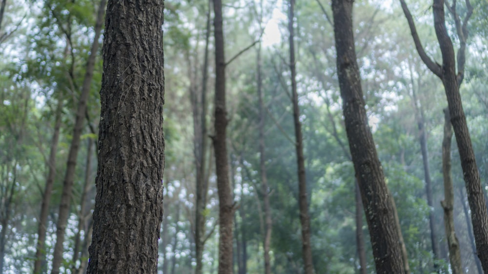 a forest filled with lots of tall trees