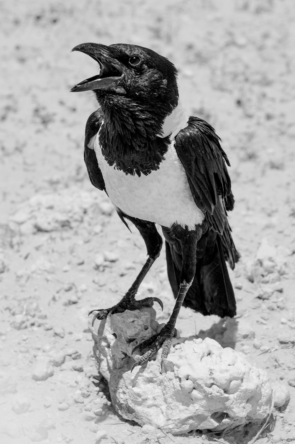 a black and white bird standing on a rock