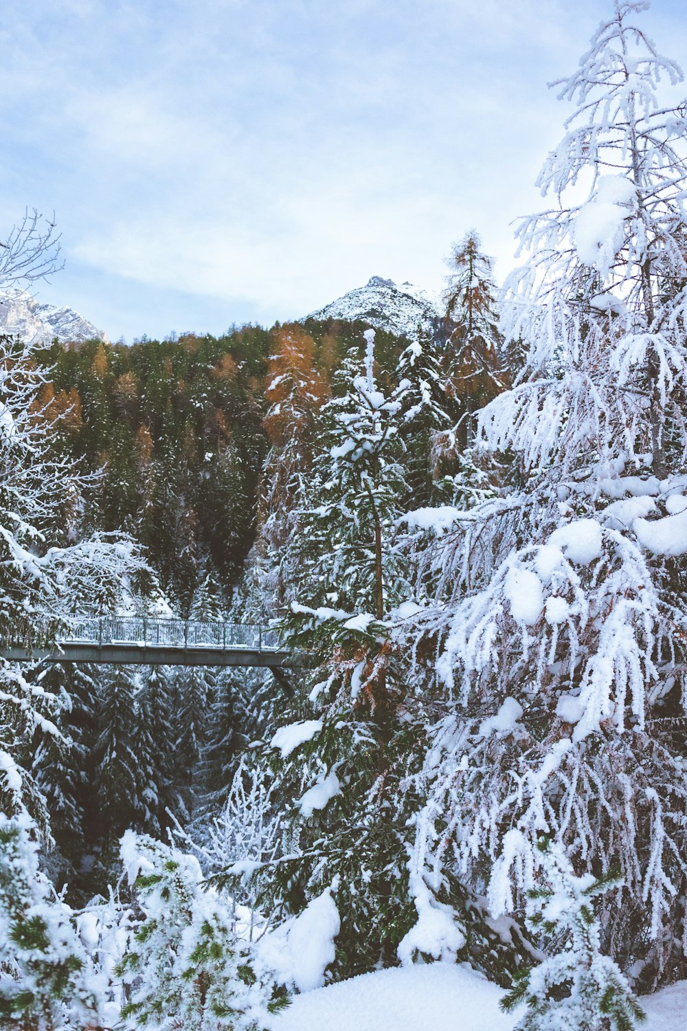 Un bosque cubierto de nieve con un puente al fondo