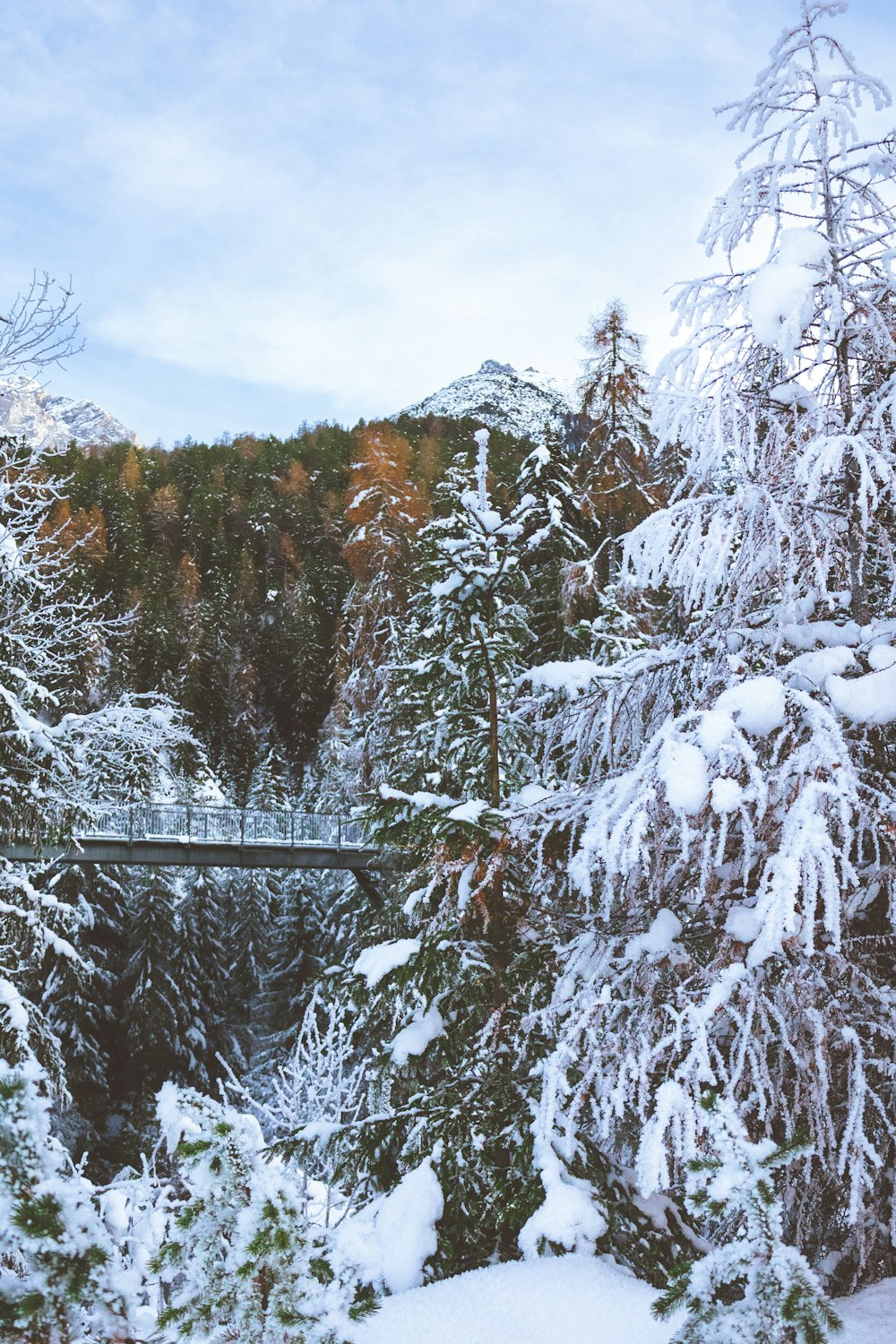 Una foresta innevata con un ponte sullo sfondo