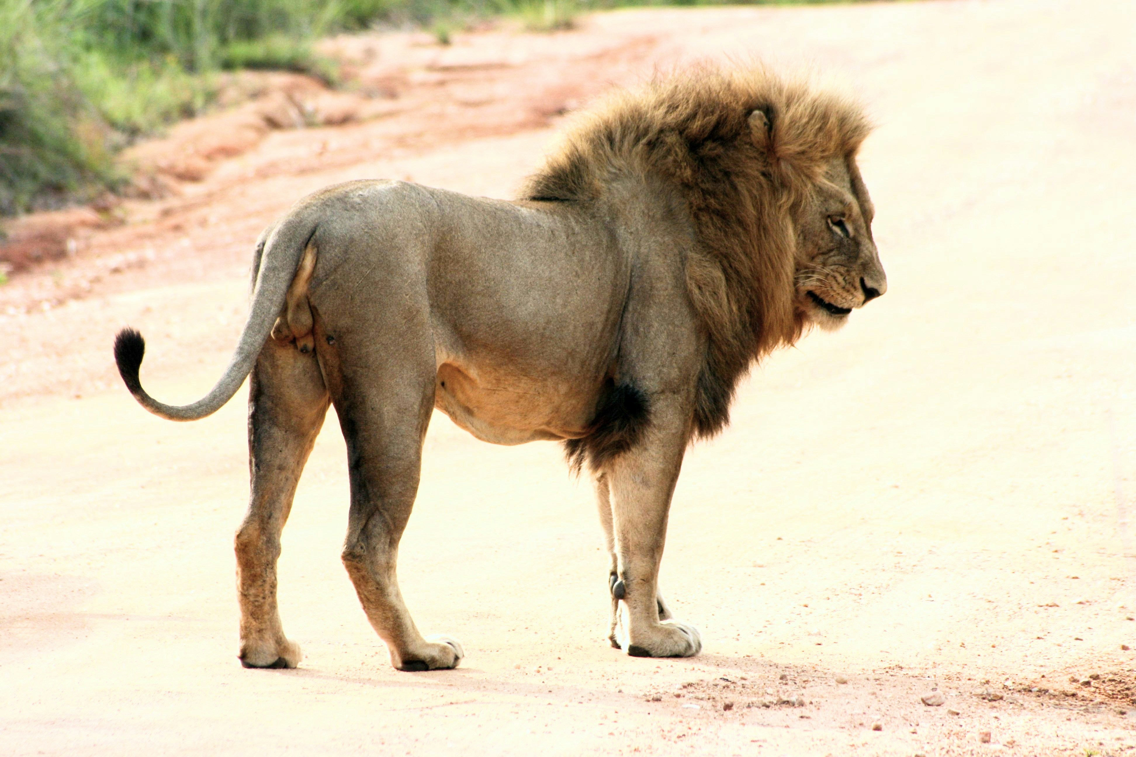 photo-1640455686335-9b546193b8d0?ixid=M3wxMjA3fDB8MXxzZWFyY2h8NHx8bGlvbjd8ZW58MHx8fHwxNzYxMTYwMDQ4fDA\u0026ixlib=rb-4.1.0