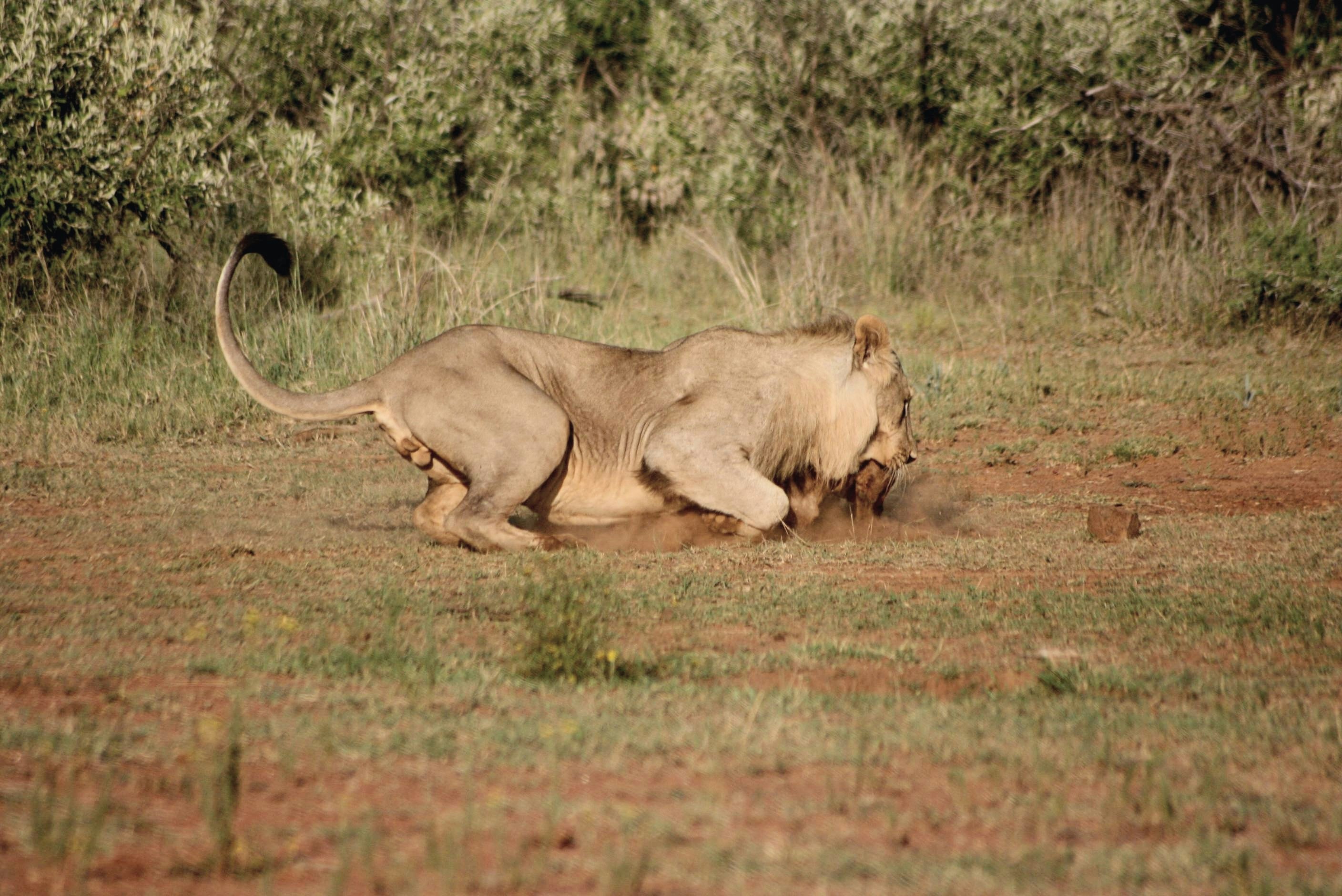 a lion that is laying down in the grass