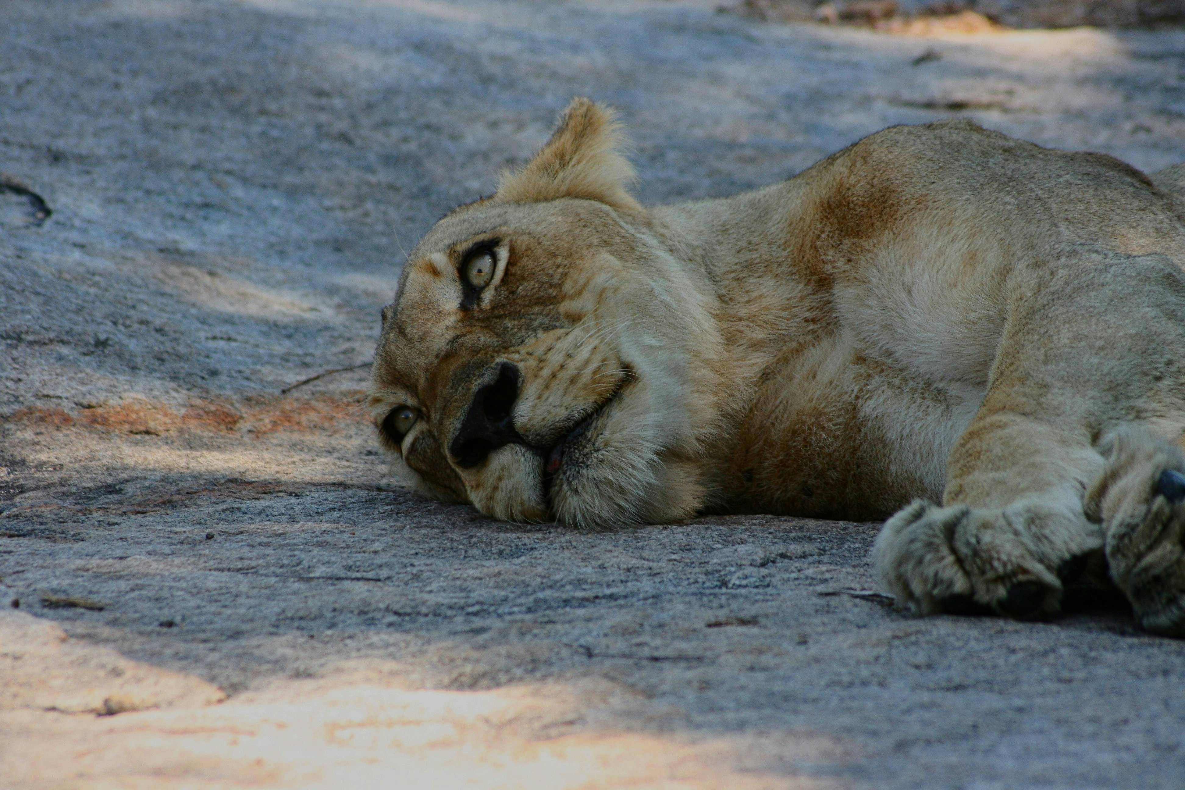 a close up of a lion laying on the ground