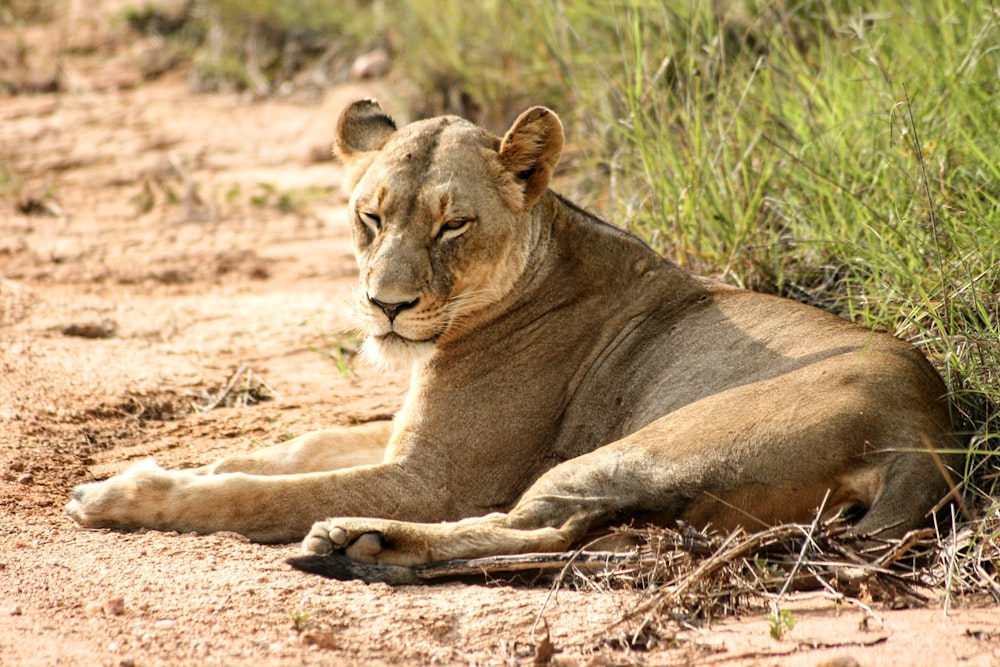 a lion laying down on a dirt road