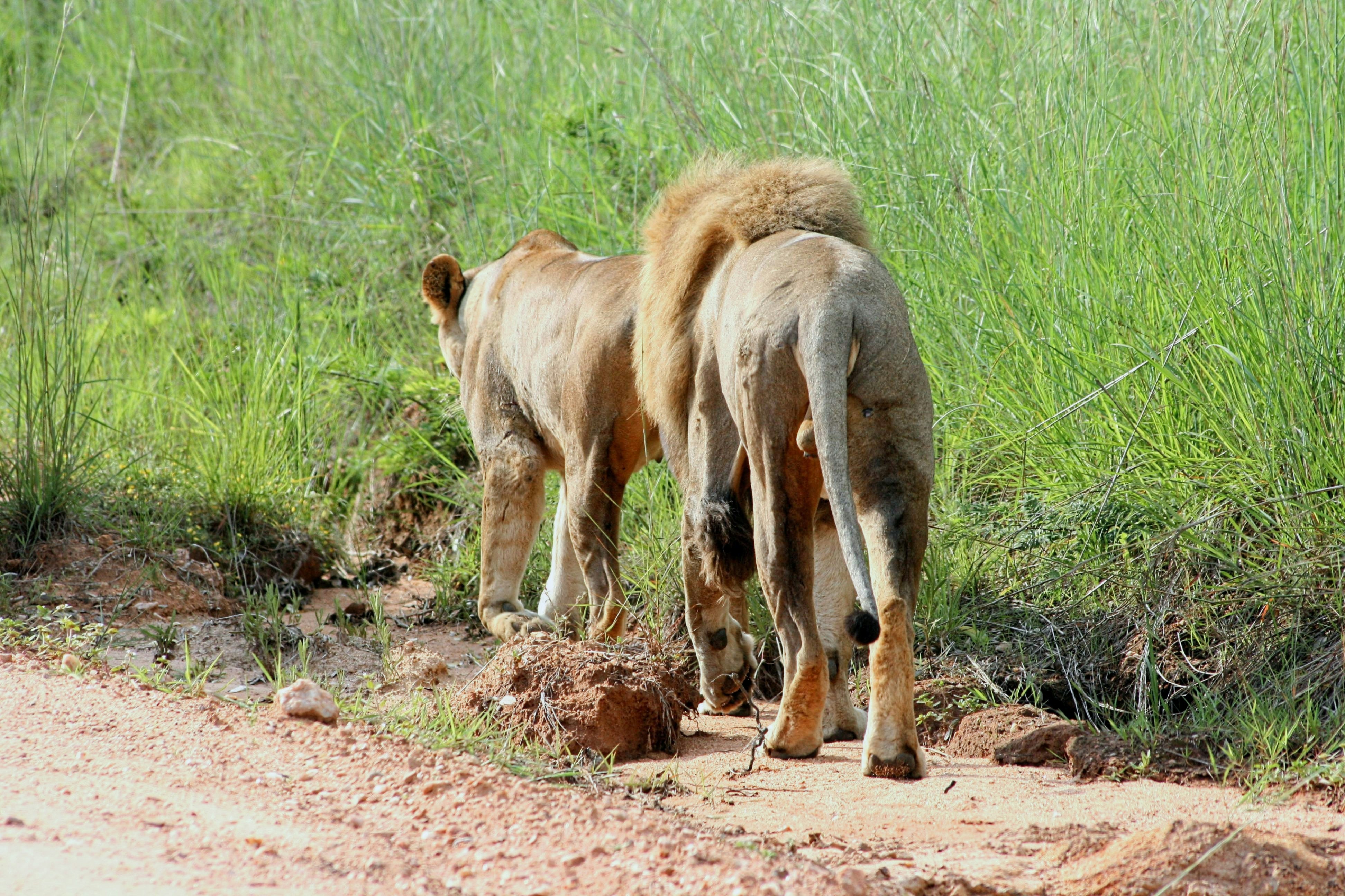a couple of lions walking down a dirt road