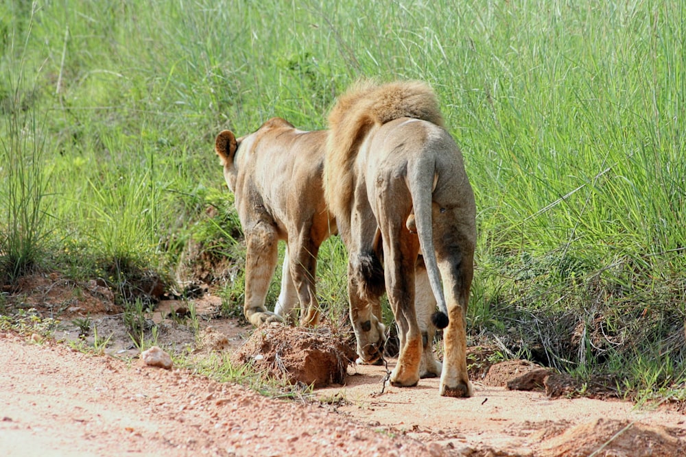 a couple of lions walking down a dirt road