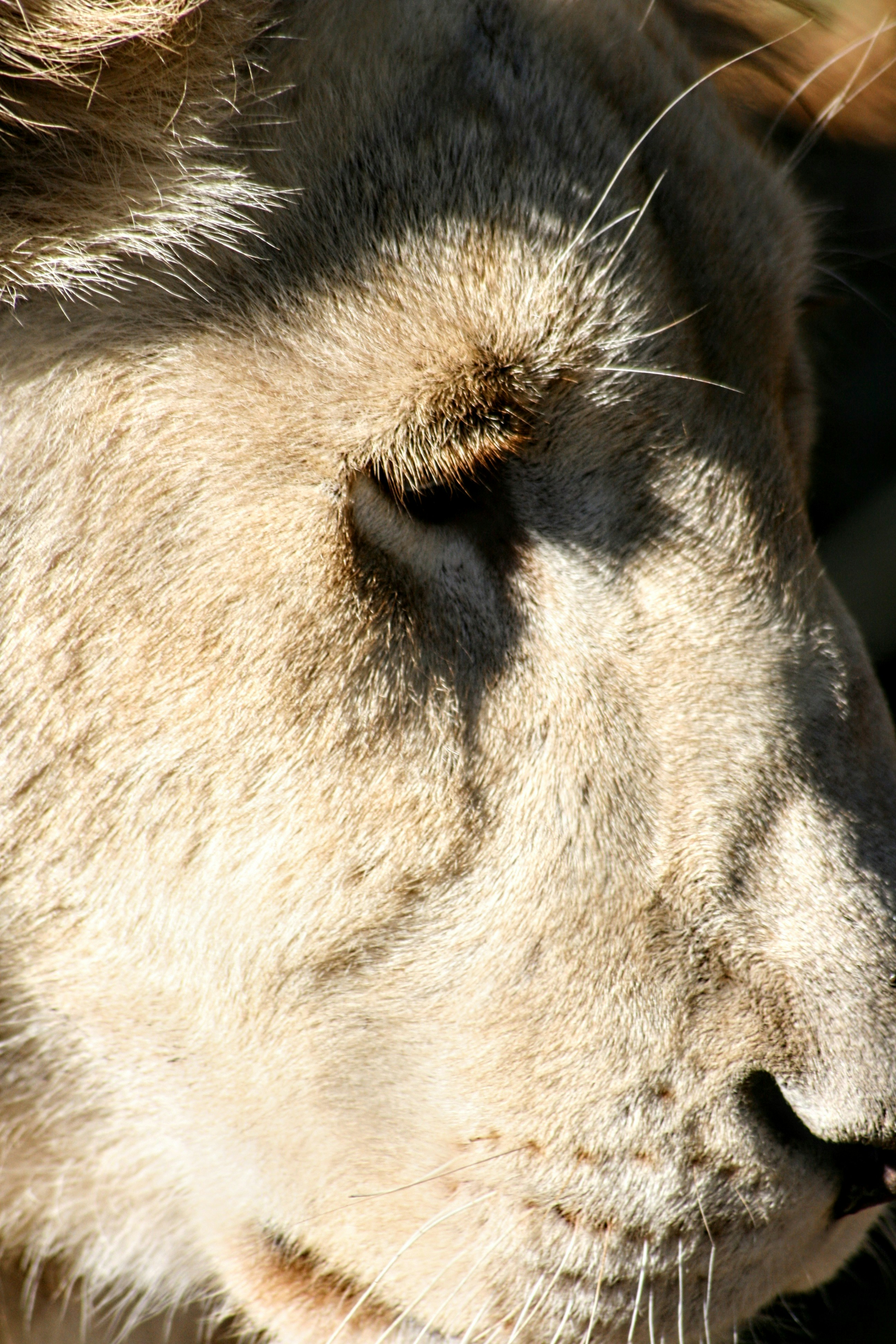 a close up of a dog's face with a blurry background