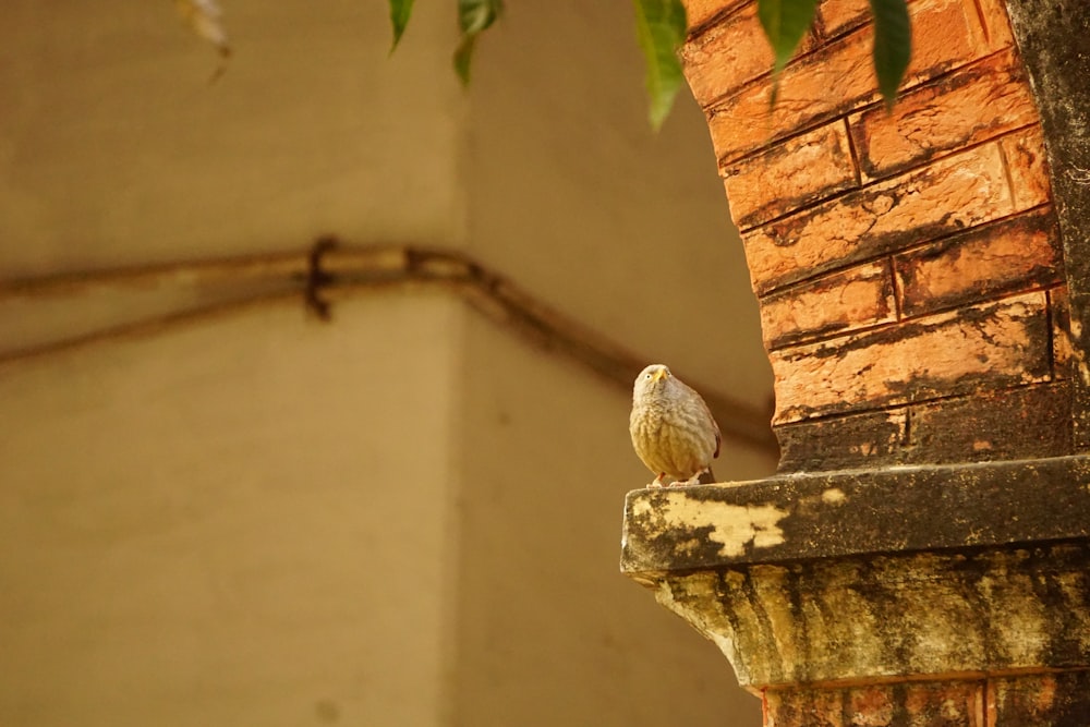 a small bird perched on top of a brick wall