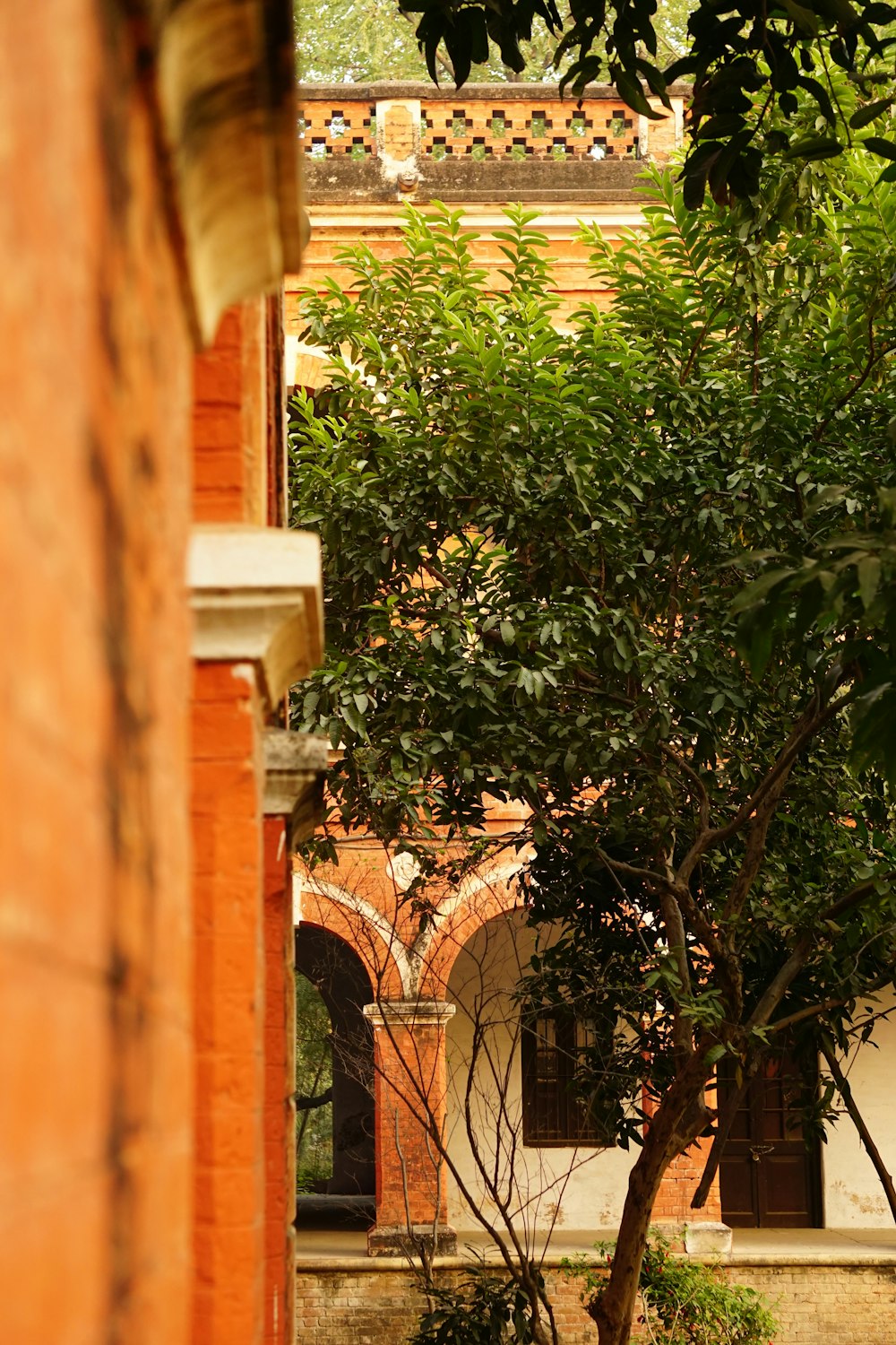 a tree in a courtyard with a building in the background
