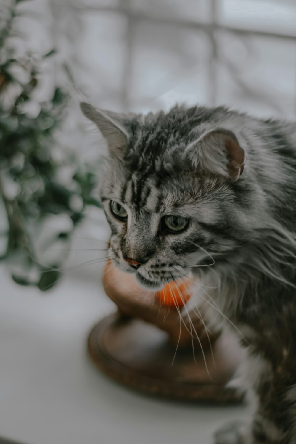 Eine graue Katze mit einer Karotte im Maul