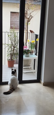 A cat curiously watching birds from a balcony.