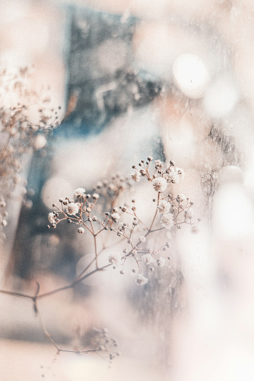 a blurry photo of a plant in front of a window