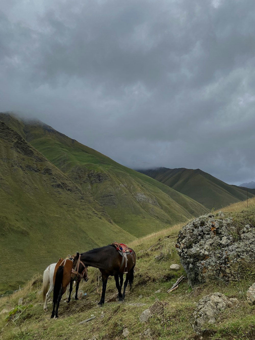 a couple of horses that are standing in the grass