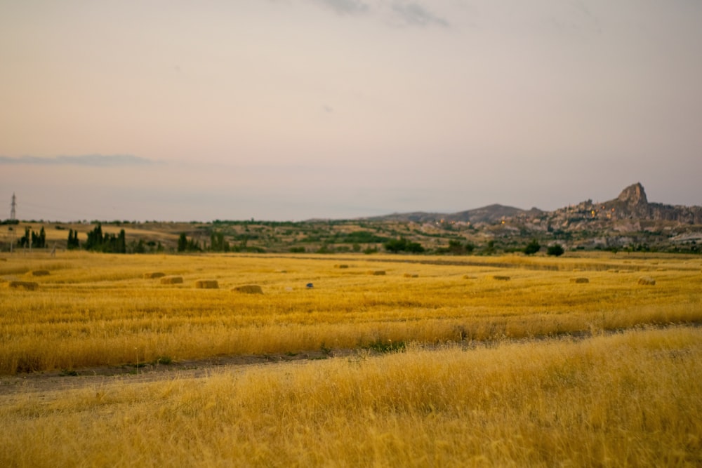 Un campo de hierba amarilla con montañas al fondo