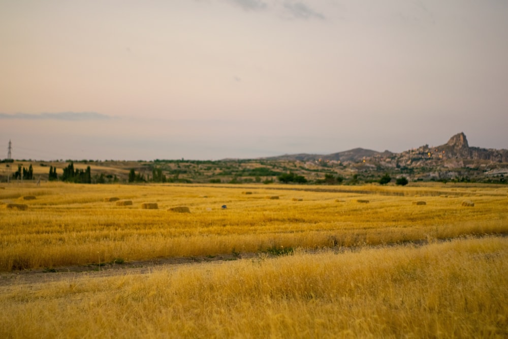 a field of yellow grass with mountains in the background