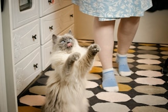 A fluffy cat with light gray and white fur stands on its hind legs with paws outstretched, eyes wide open, and tongue sticking out playfully. The floor features a patterned rug with hexagonal shapes in muted tones, and part of a person's legs are visible wearing blue socks and a blue skirt with a white floral pattern.
