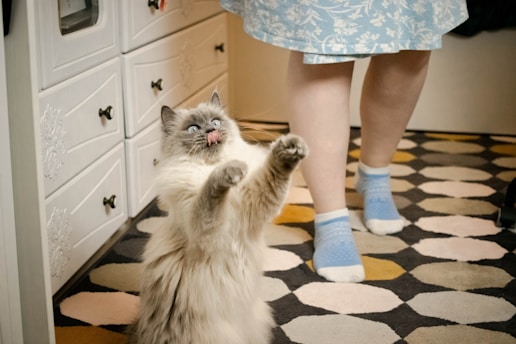 A fluffy cat with light gray and white fur stands on its hind legs with paws outstretched, eyes wide open, and tongue sticking out playfully. The floor features a patterned rug with hexagonal shapes in muted tones, and part of a person's legs are visible wearing blue socks and a blue skirt with a white floral pattern.