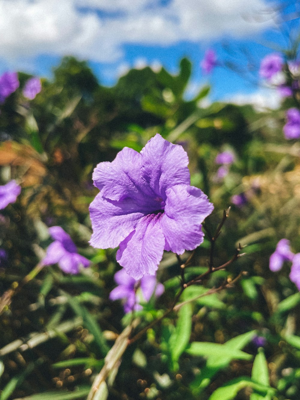 Une fleur violette est au milieu d’un champ