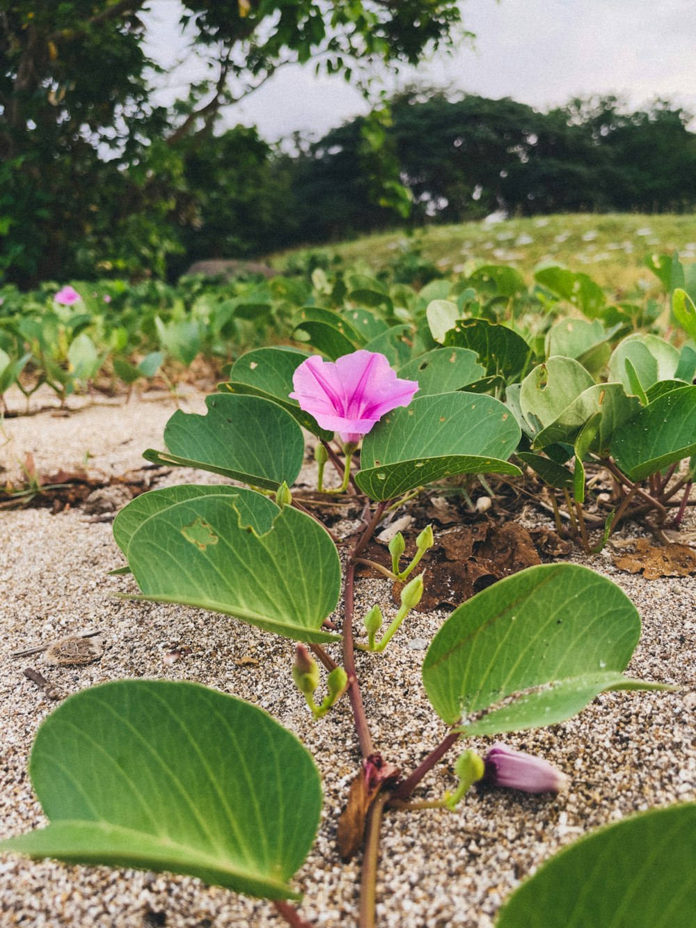 a pink flower is growing out of the ground