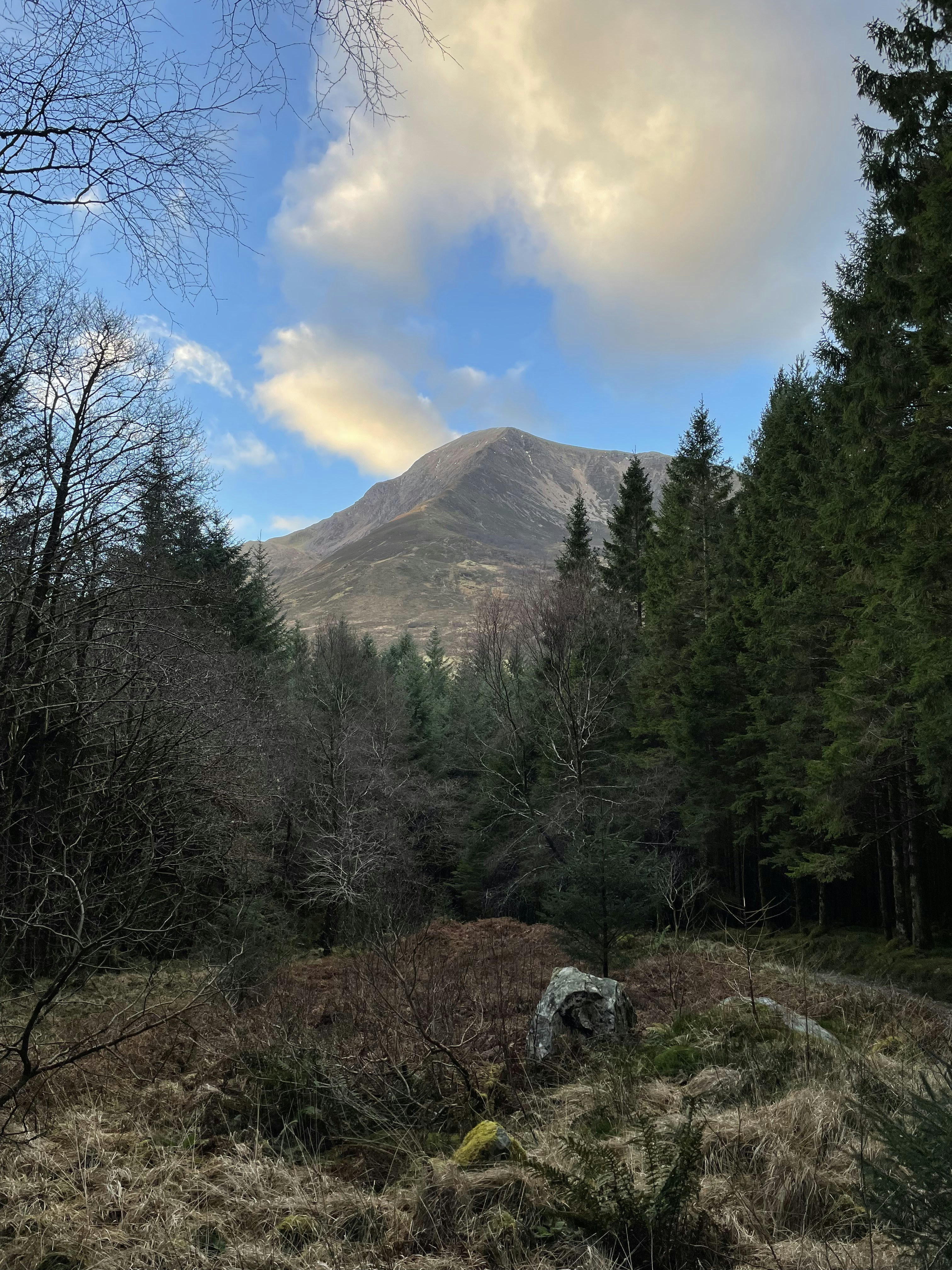 a view of a mountain from a wooded area