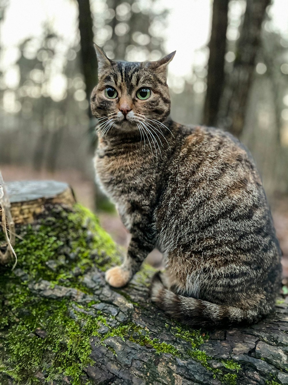 um gato sentado em um toco de árvore na floresta