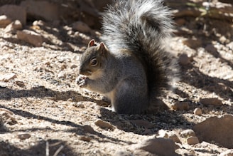 A squirrel is sitting on the ground, surrounded by dirt and stones, holding something in its front paws. The sunlight casts shadows across the textured surface, and the squirrel's bushy tail is prominently visible.