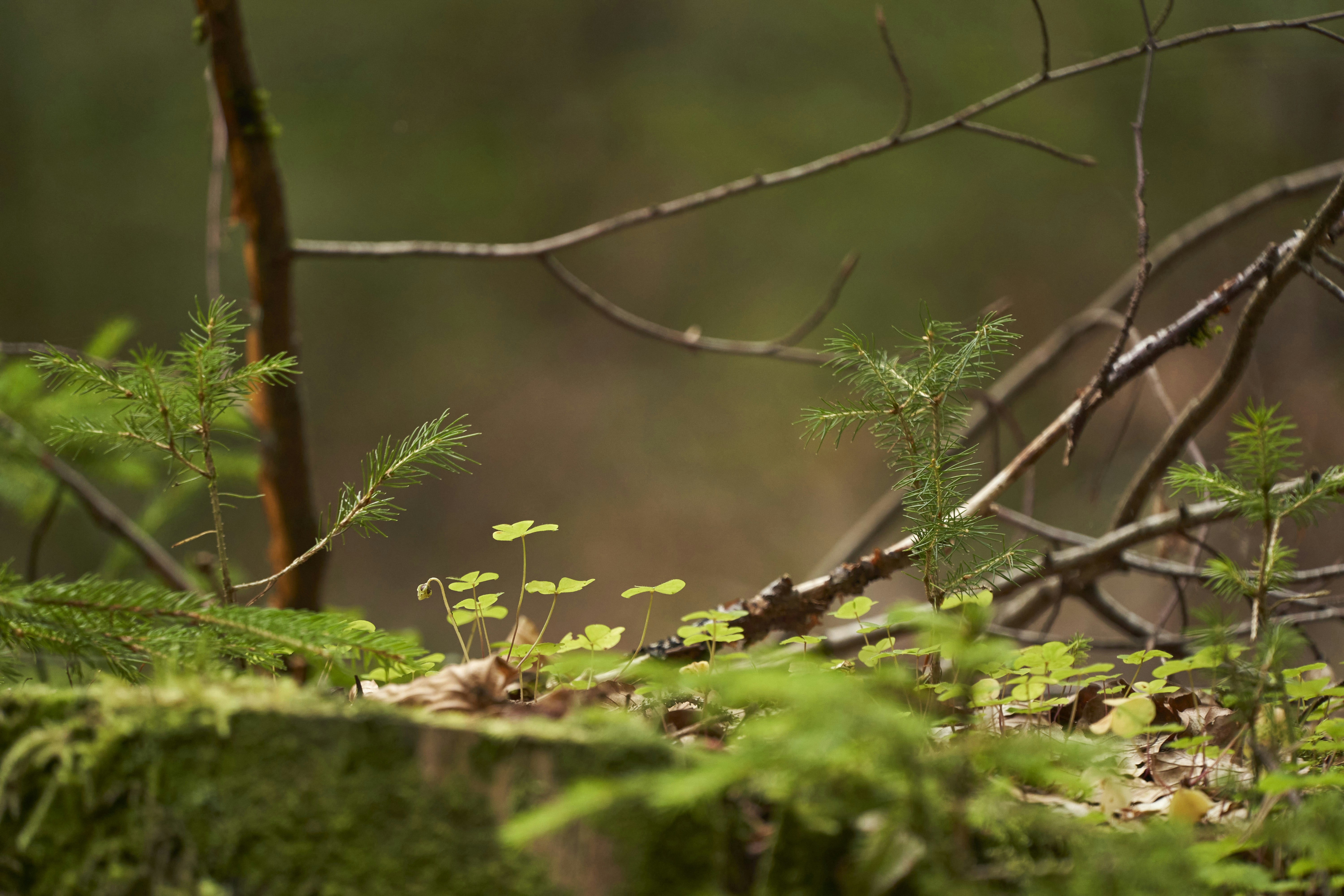 Photo by wolfgang_hasselmann