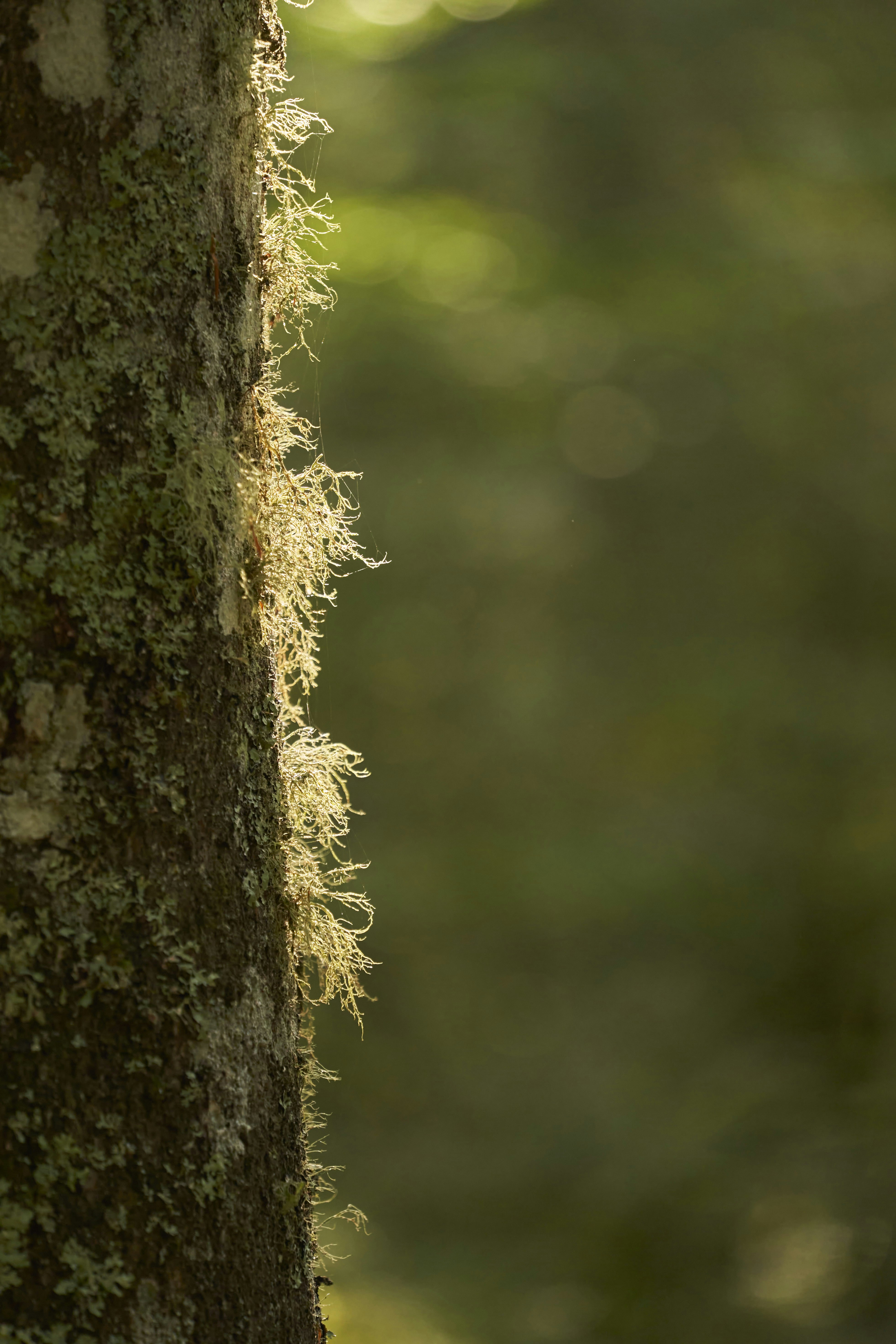 Photo by wolfgang_hasselmann