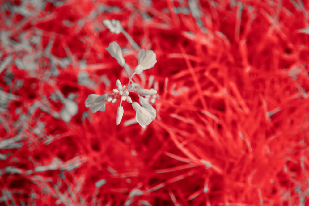 a close up of a flower on a red background