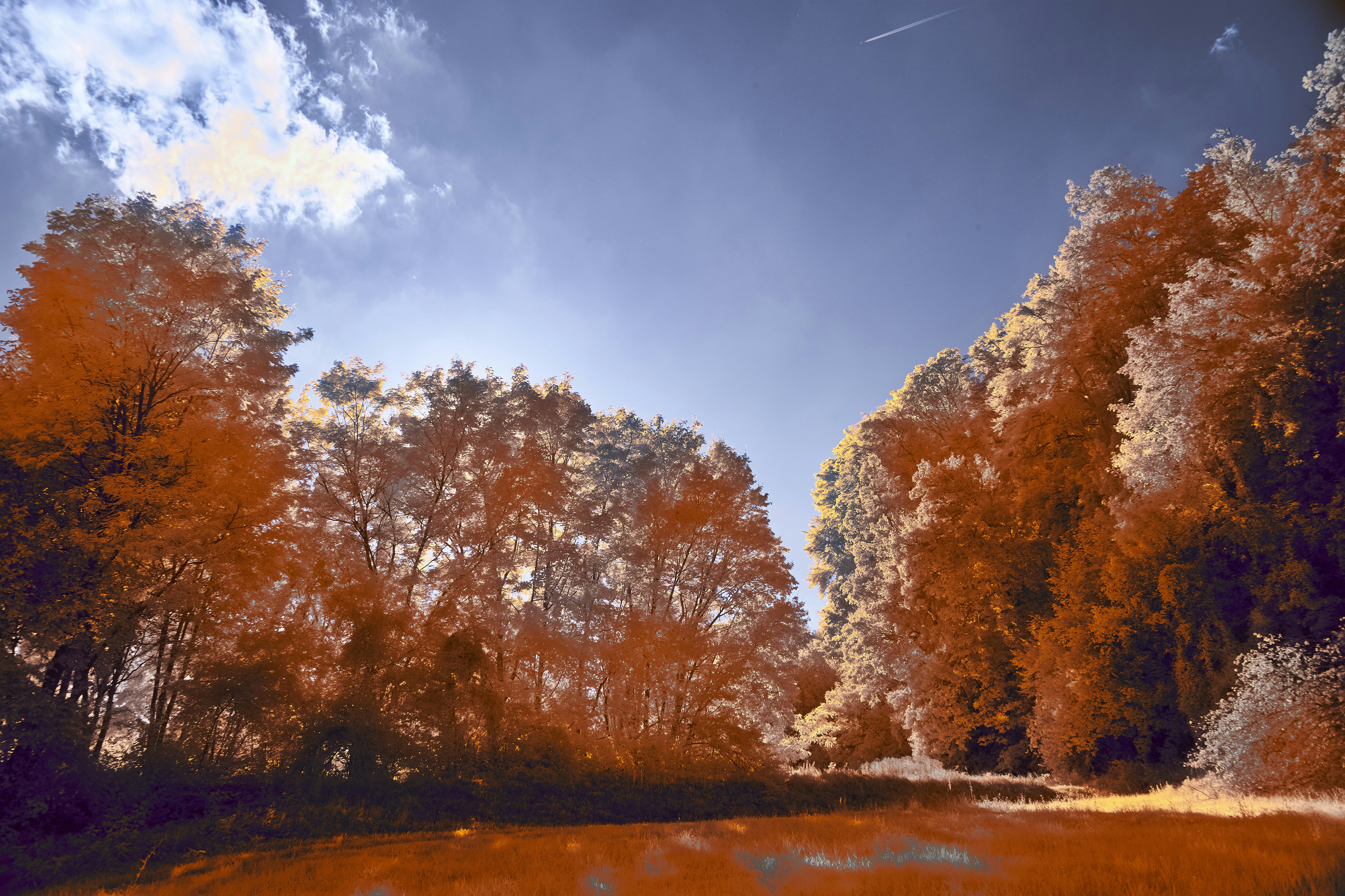 Photo by wolfgang_hasselmann