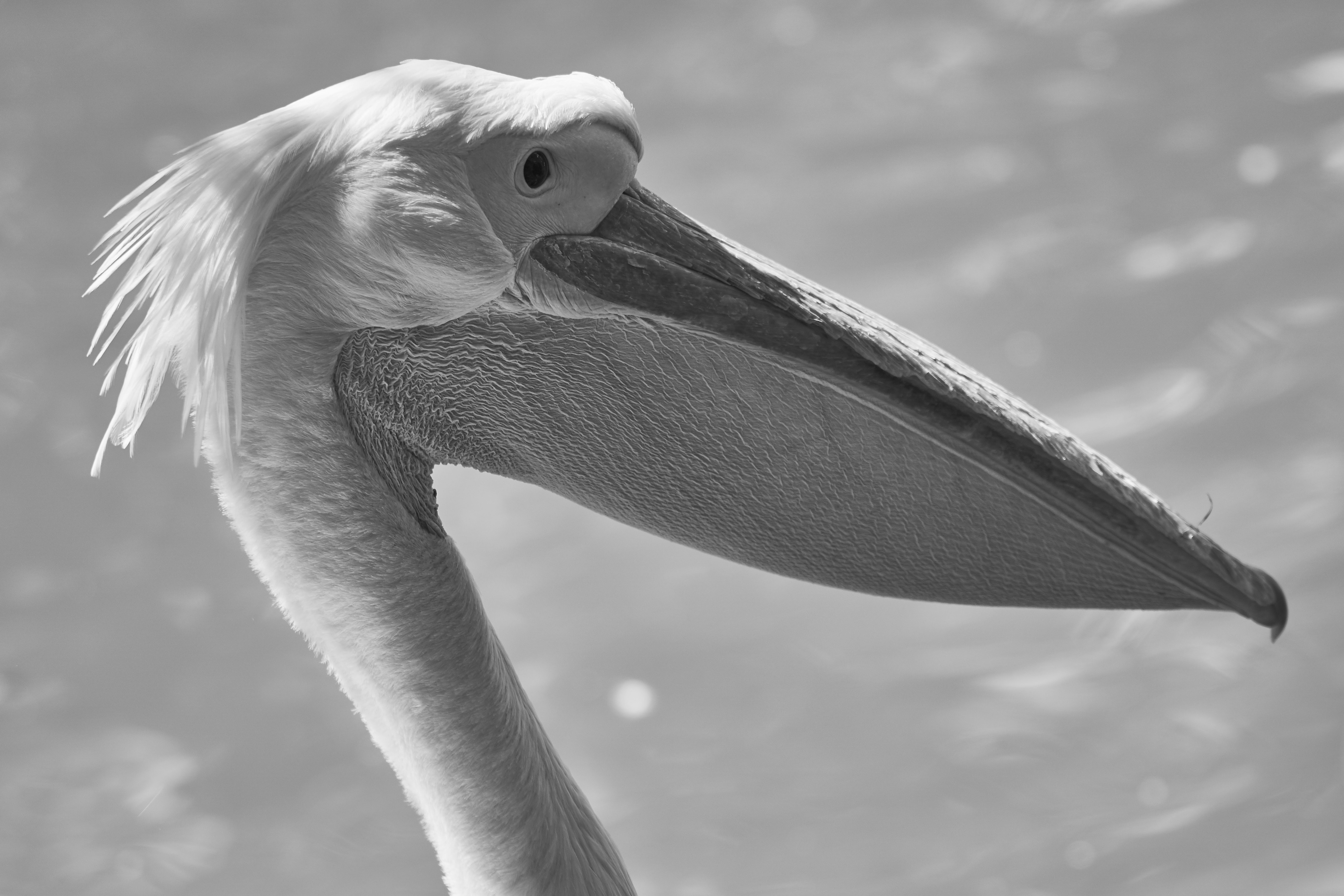 Photo by wolfgang_hasselmann